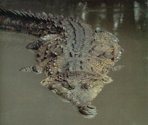 Orinoco Crocodile 02.jpg