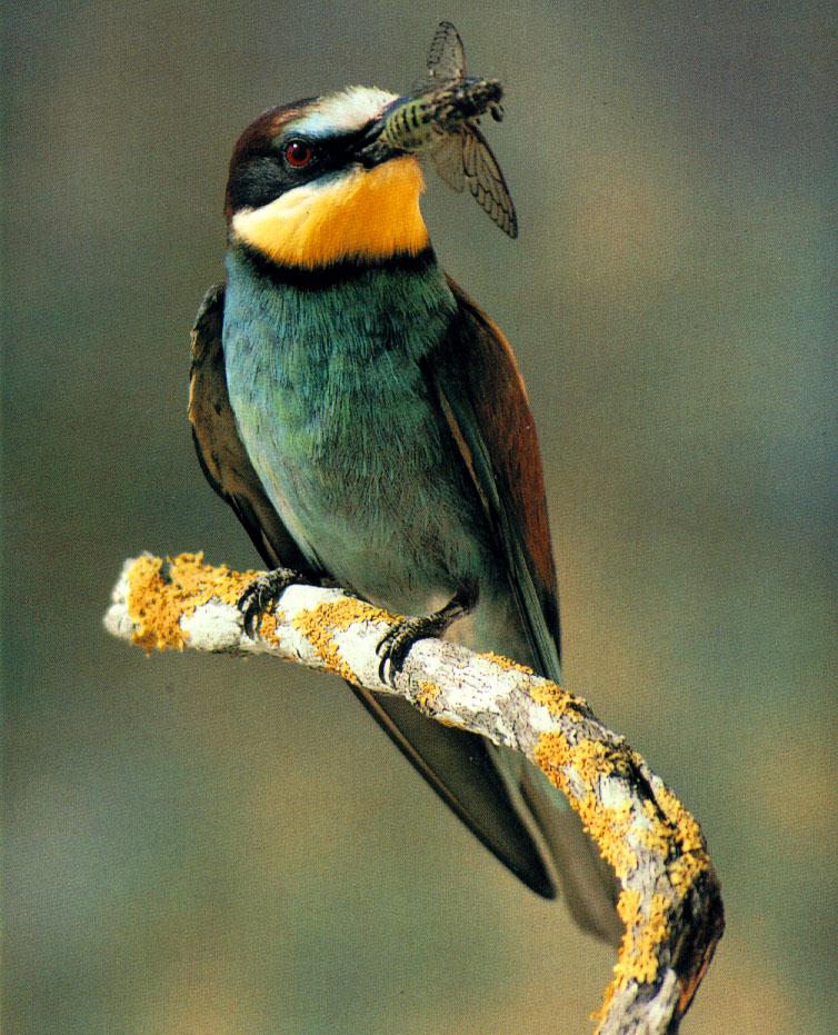 wffb026-European Bee-eater-gets a Cicada.jpg