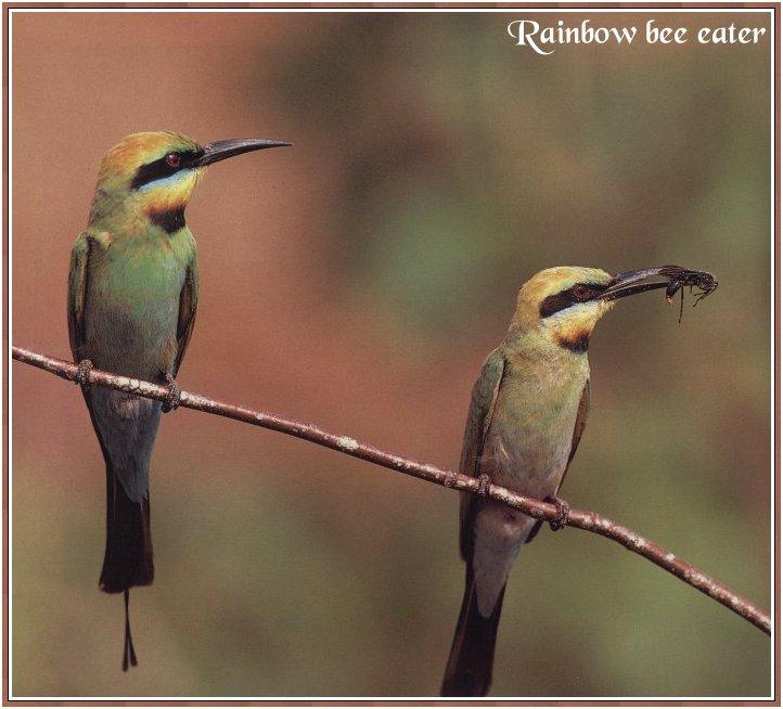 bird-025-Rainbow Bee-eater-Pair on branch.jpg