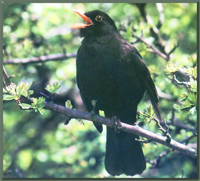 Blackbird 03.jpg