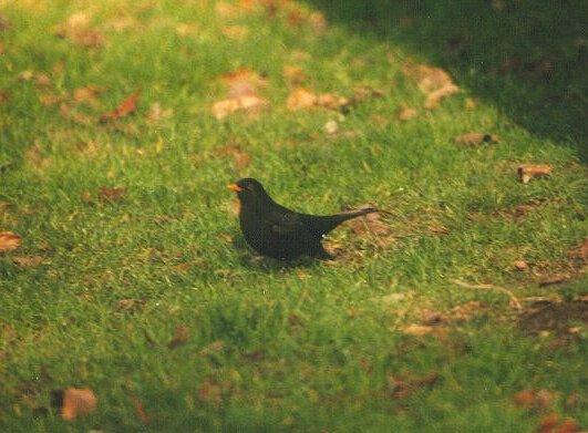 blackbird.jpg