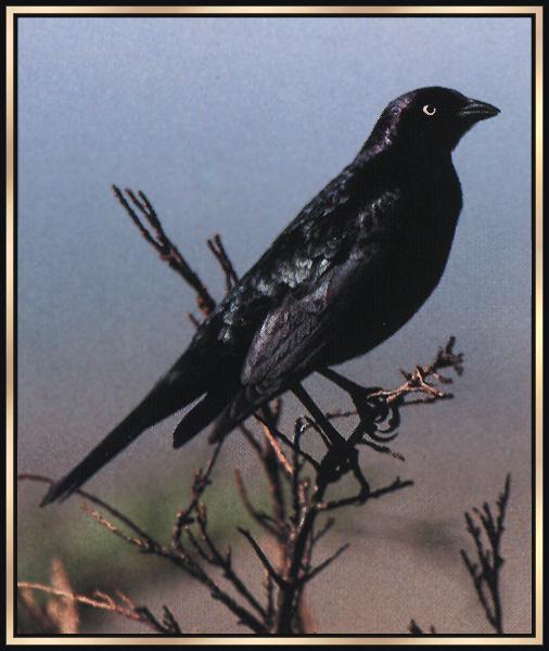 Brewer\'s Blackbird 01-On Tree.jpg