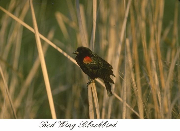 75rdwblk-Red-winged blackbird.jpg