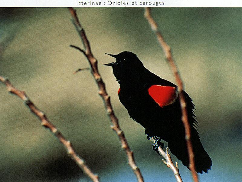 Ds-Oiseau 110-Red-winged Blackbird-singing on branch.jpg