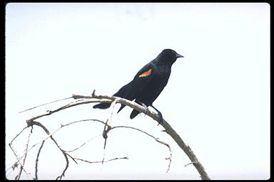 Jpbrdx06-Red-winged Blackbird-on tree.jpg