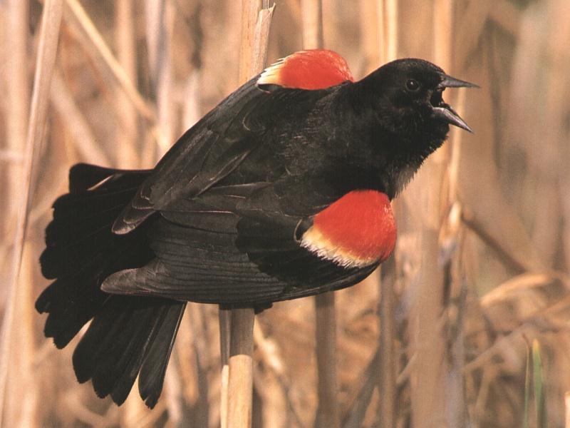 Red Wing Black Bird 0.jpg