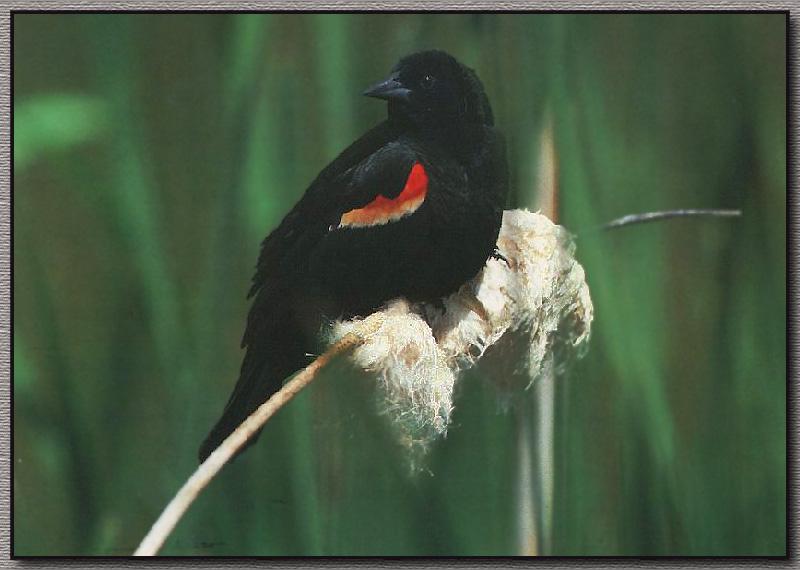 Red-winged Blackbird 00.jpg