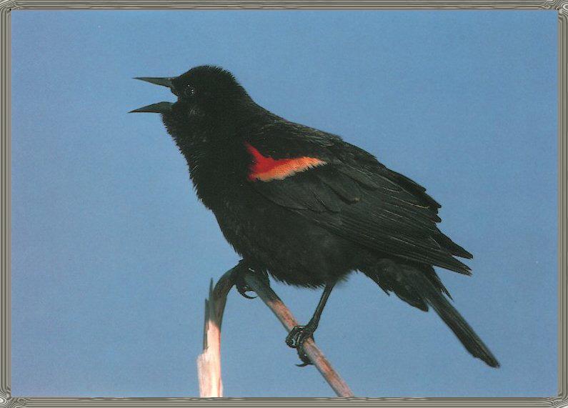 Red-winged Blackbird 01.jpg