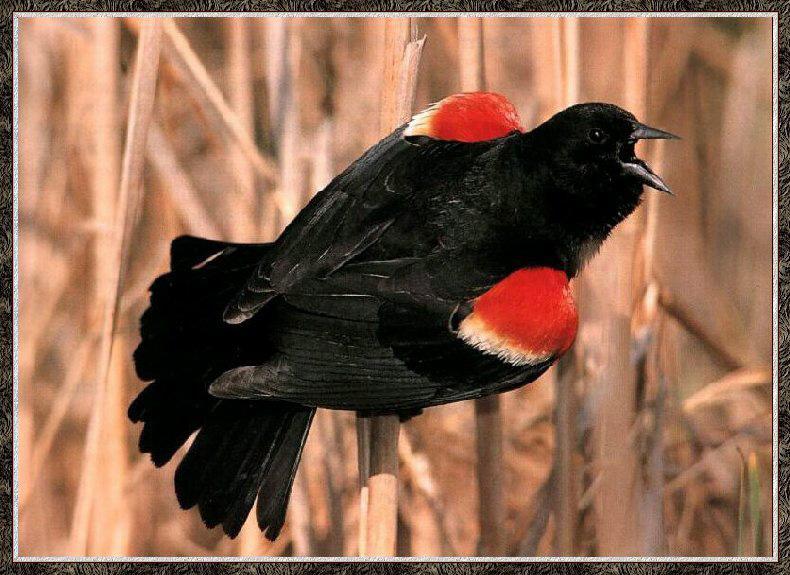 Red-winged Blackbird 02.jpg
