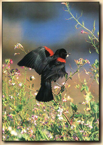 Red-winged Blackbird 03.jpg
