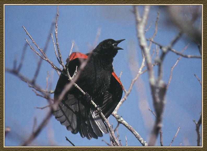 Red-winged Blackbird 04.jpg