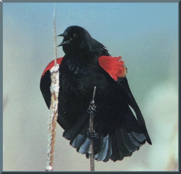 Red-winged Blackbird 05.jpg