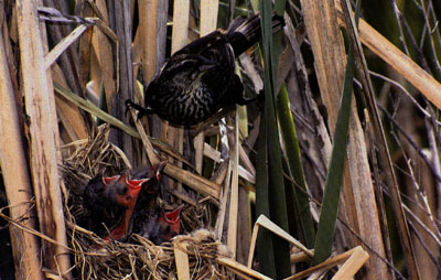 Red-winged Blackbird Female Nursing Chicks.jpg