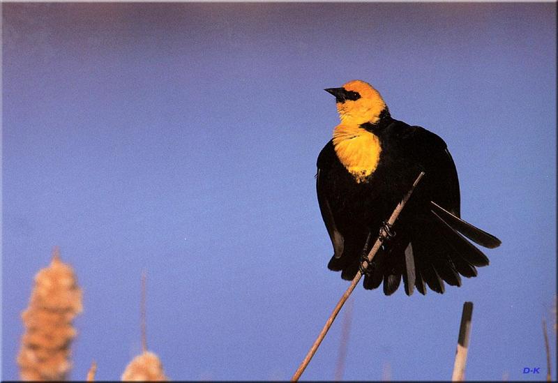 dk 054 Yellow-headed Blackbird.jpg