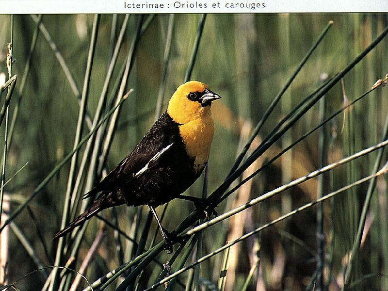 Ds-Oiseau 113-Yellow-headed Blackbird-on weed.jpg