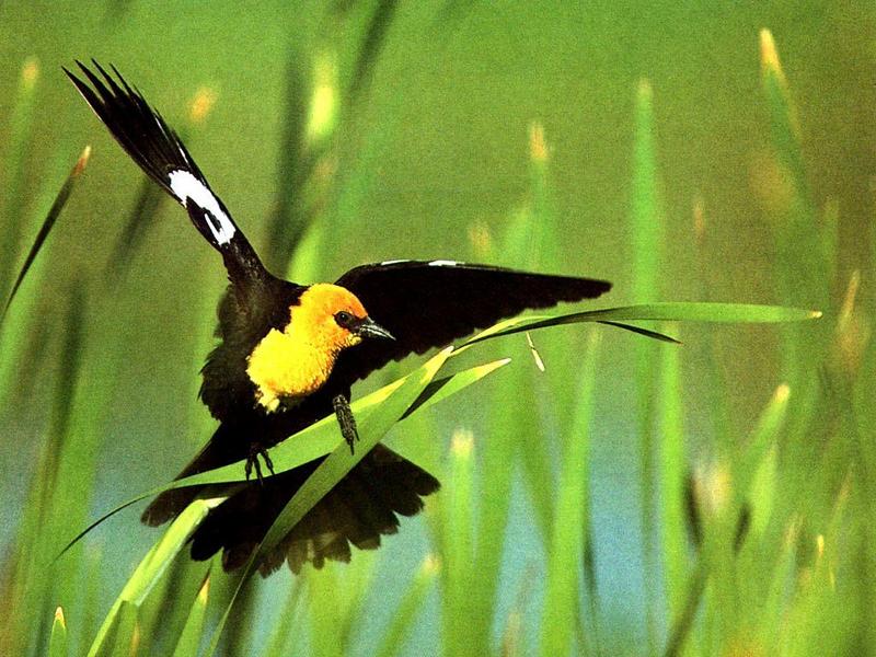 Yellow-headed Blackbird-landing on grass leaf.jpg