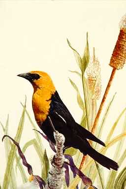 Bird Painting-Yellow-headed Blackbird-on bush grass.jpg