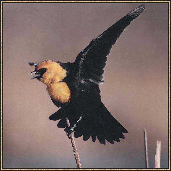 Yellow-headed Blackbird 02.jpg