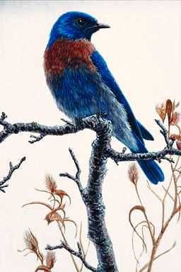 Bird Painting-Bluebird2-perching on tree.jpg