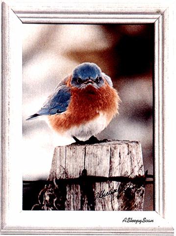mad Blubird-Western Bluebird-Perching on log cut.jpg