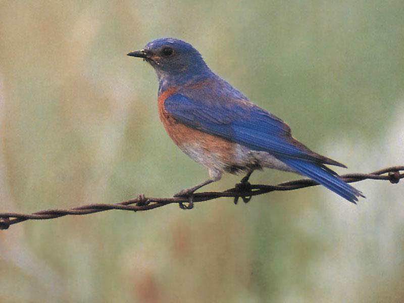 Western Bluebird 03-Perching on fence wire.jpg