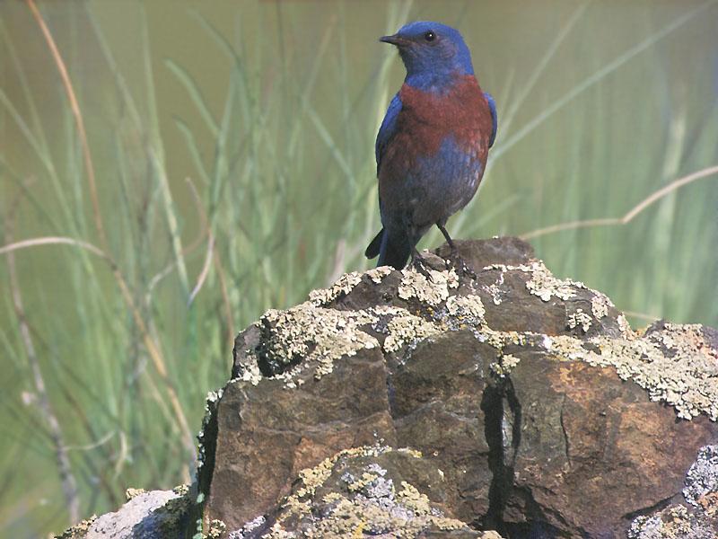 Western Bluebird 07-Perching on rock.jpg