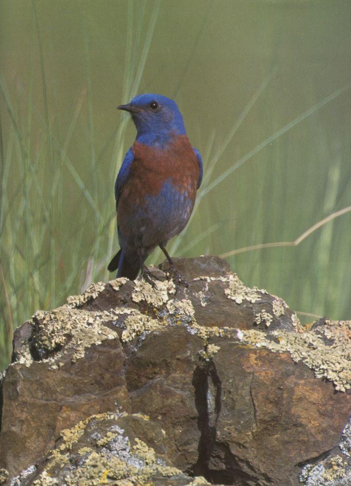Western bluebird-by Joel Williams.jpg