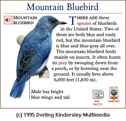 DKMMNature-Songbird-Mountain Bluebird.gif