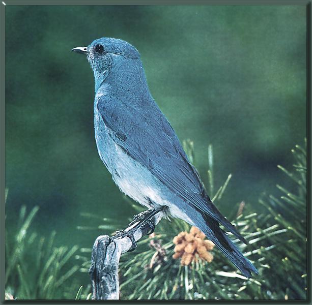 Mountain Bluebird 03.jpg