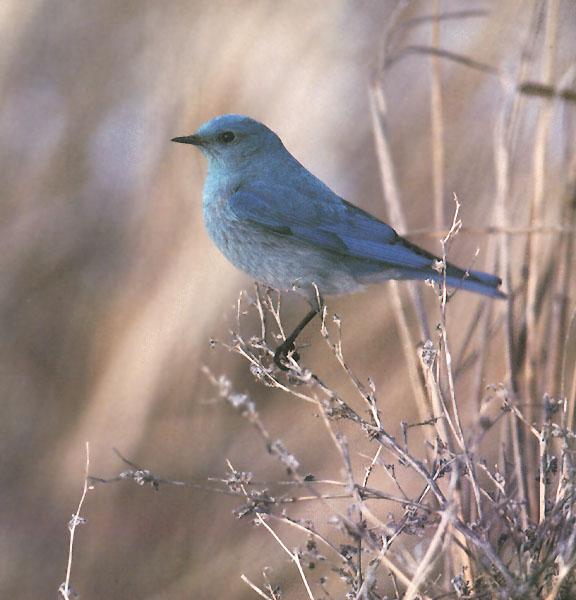 Mountain Bluebird 07-Perching on bush.jpg