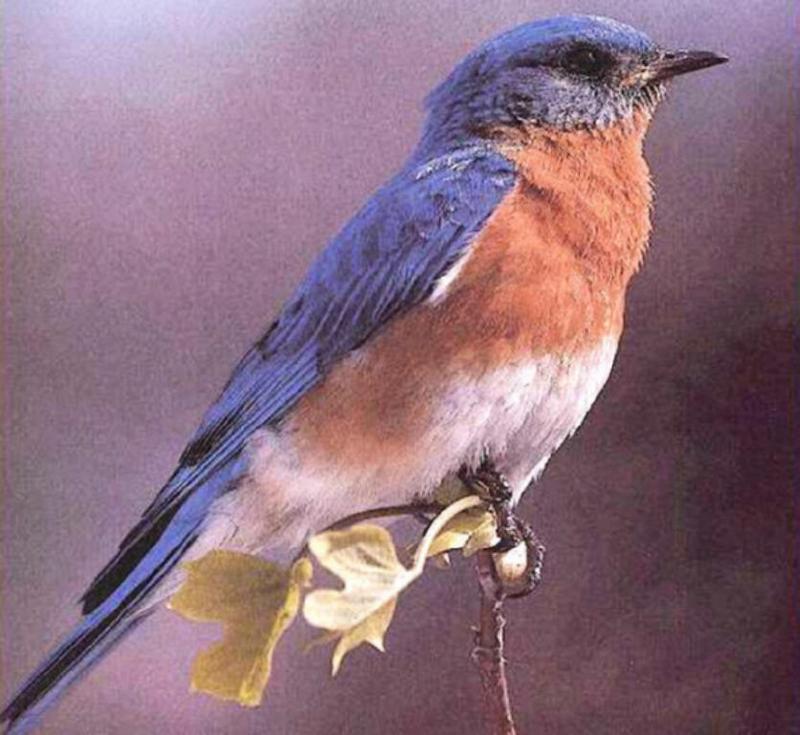 Eastern Bluebird Perching on branch tip.jpg