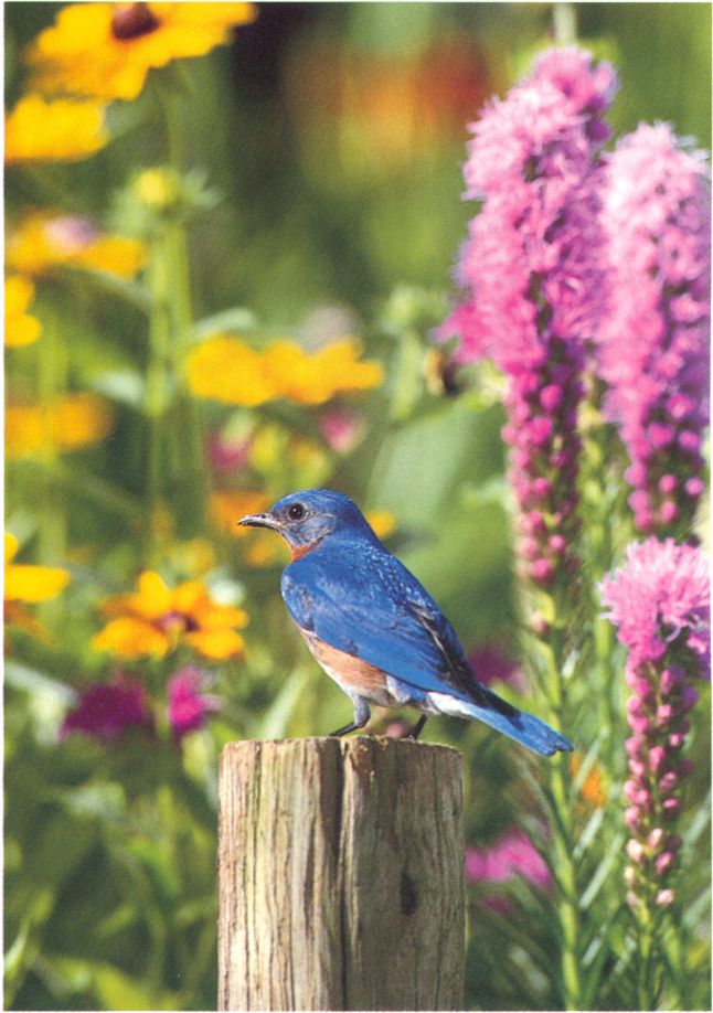Eastern bluebird-by Joel Williams.jpg