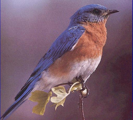 Eastern Bluebird 022-Perching on branch tip.jpg