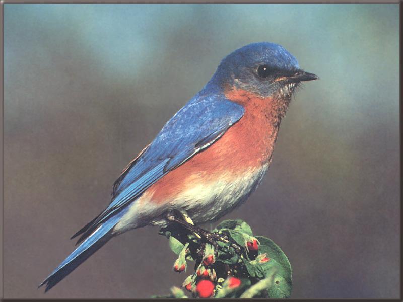 Eastern Bluebird 12-Perching on tree flower.jpg