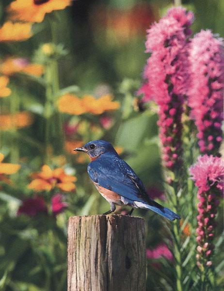 Eastern Bluebird 19-Perching on log cut-RearView.jpg