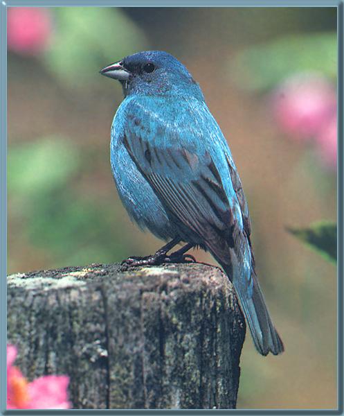 Indigo Bunting 03-Bluebird-OnLog.jpg