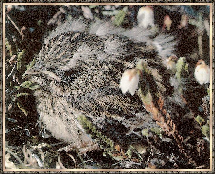 Bird bb006-Lapland Longspur nestling chick.jpg