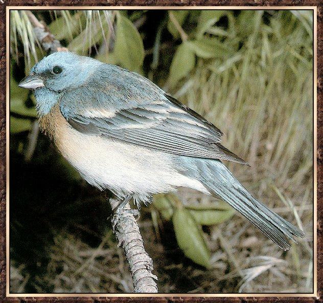 Bird bb003-Lazuli Bunting-perching on branch-closeup.jpg