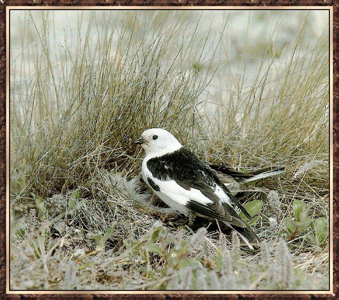 Bird bb004-Snow Bunting-pair protecting nest.jpg