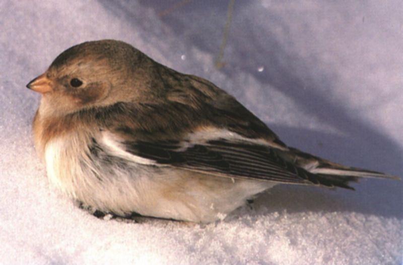 snowbird-Snow Bunting 0.jpg