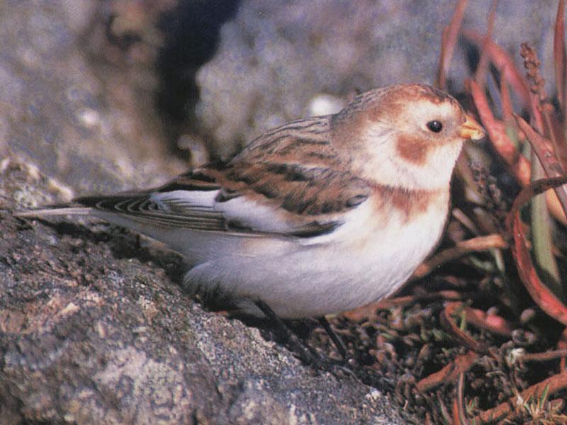 Snow Bunting 02-Foraging on the ground.jpg