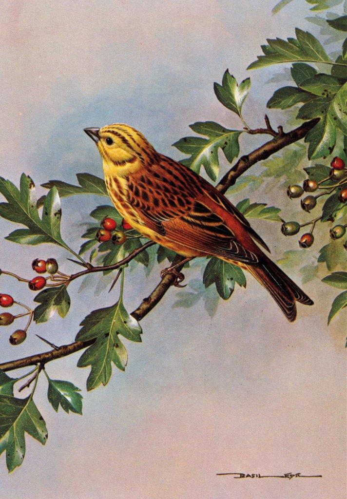 Basil Ede British Birds-Yellowhammer NC.jpg