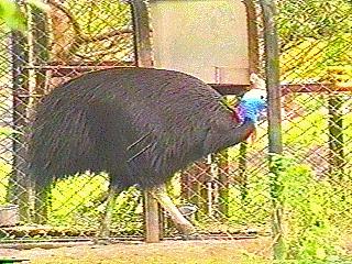 bird126-cassowary-in captivity.jpg