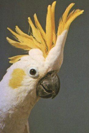 Lesser Sulfur-crested Cockatoo-Face Closeup.jpg