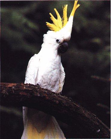 Greater Sulfur-crested Cockatoo-perching on tree.jpg