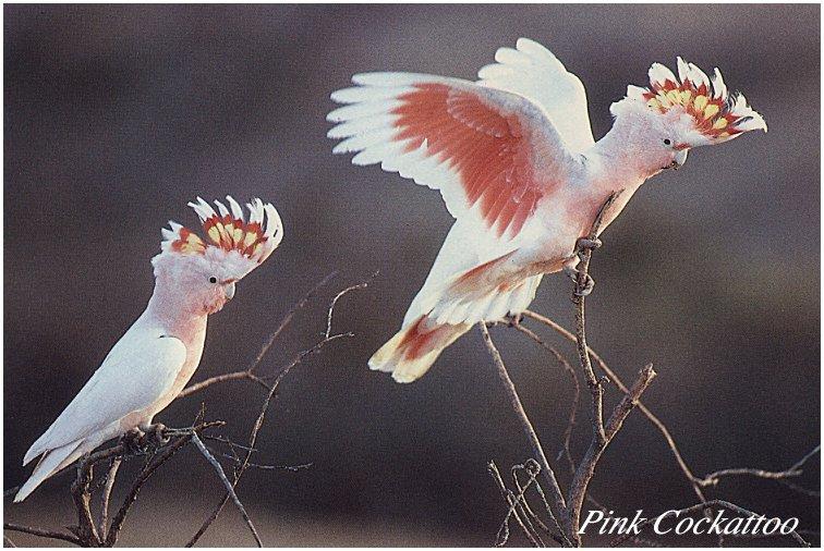 bird-018 Pink Cockatoos-Pair.jpg