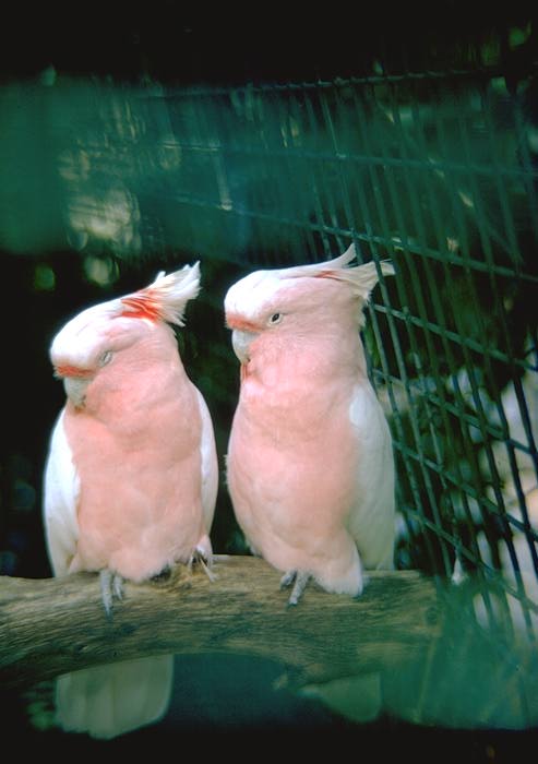 parrot11-Major Mitchell\'s Pink Cockatoo-pair on log.jpg