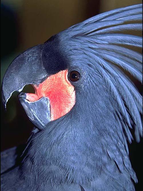 Parrot11-Black Palm Cockatoo-Face Closeup.jpg