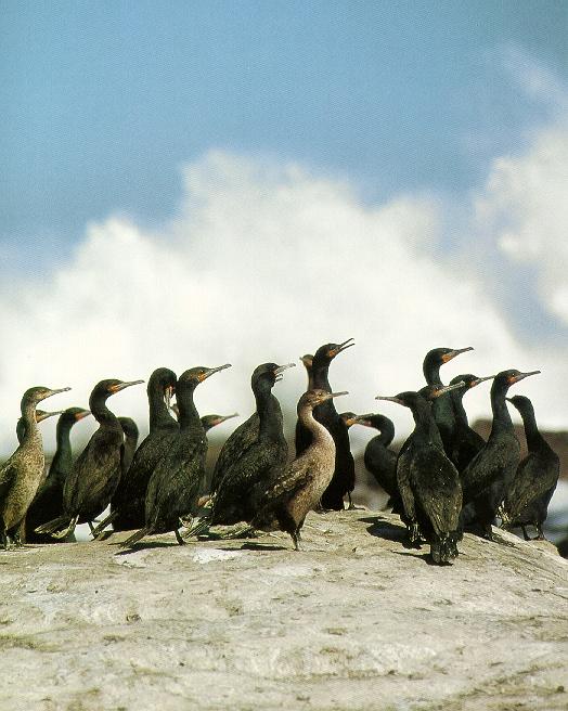 Pardosa birds Cape cormorant 012-flock on rock.jpg