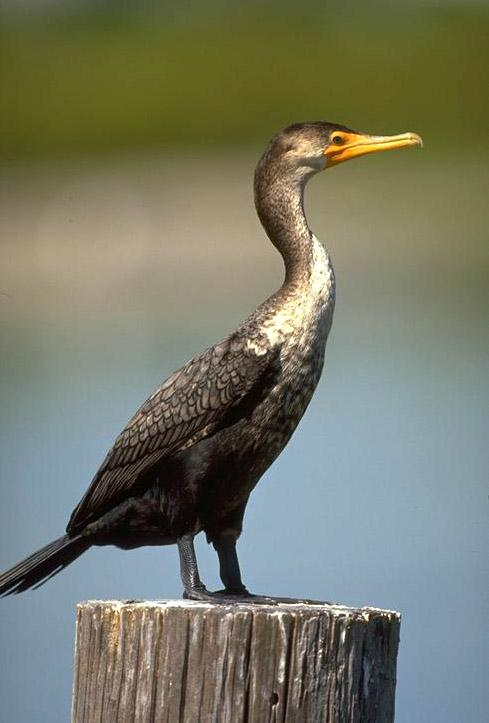 double-crested-cormorant-1.jpg